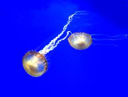 Judy Hardin Cheung, Jellyfish, photograph