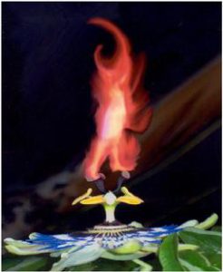 Passion Flame #8-04